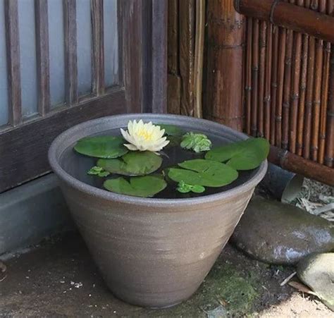 水缸植物